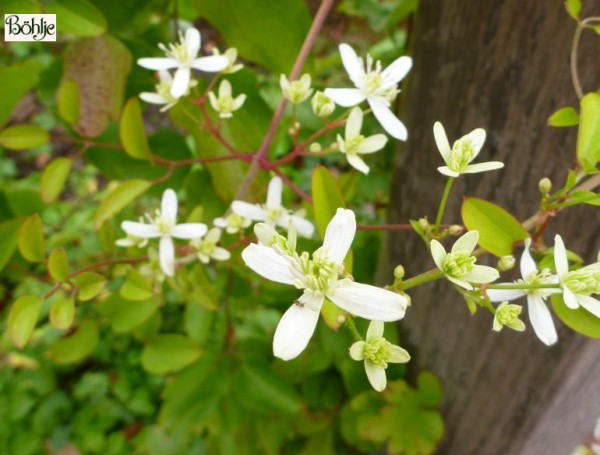 Clematis paniculata -Duftwaldrebe-