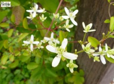 Clematis paniculata -Duftwaldrebe-