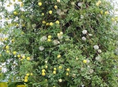 Clematis tangutica