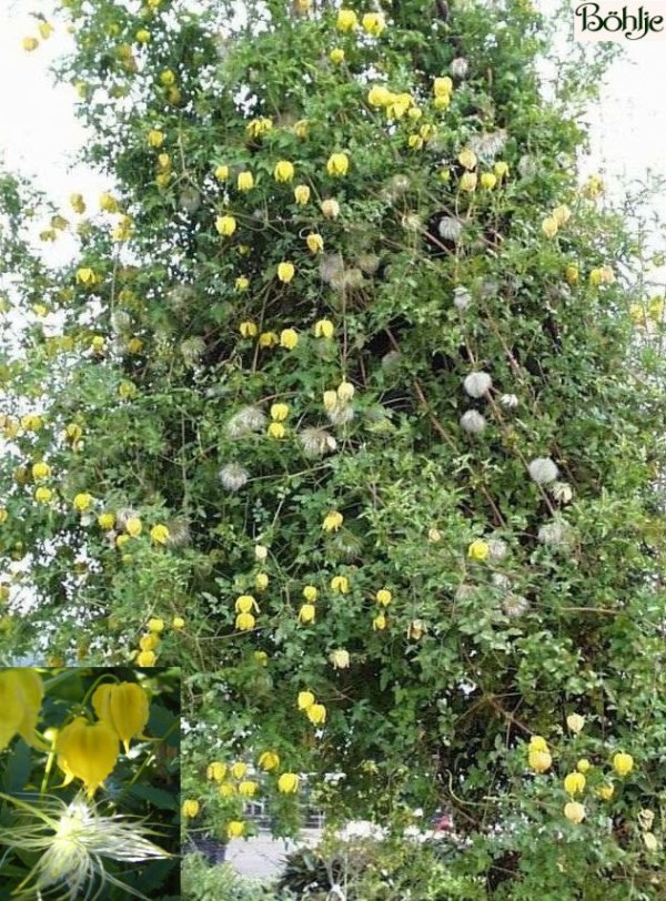 Clematis tangutica