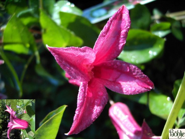 Clematis texensis 'Princess Diana'