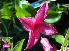 Clematis texensis 'Princess Diana'