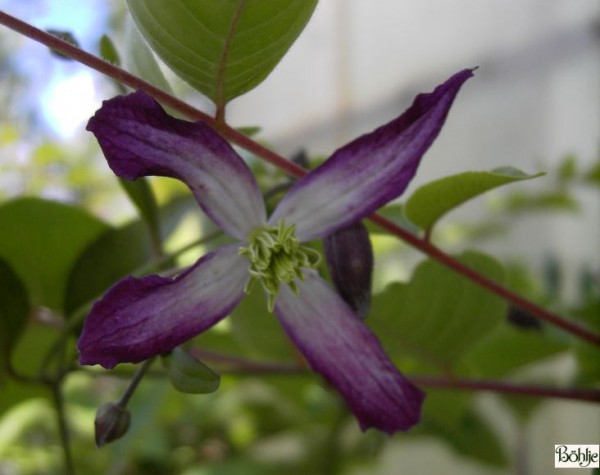 Clematis triternata 'Rubromarginata'