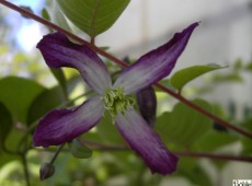 Clematis triternata 'Rubromarginata'