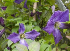 Clematis viticella