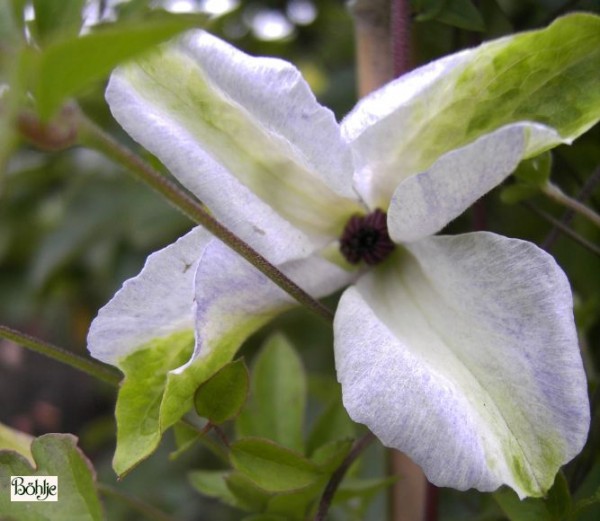 Clematis viticella 'Alba Luxurians'