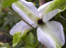 Clematis viticella 'Alba Luxurians'