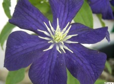 Clematis viticella 'Aotearoa'