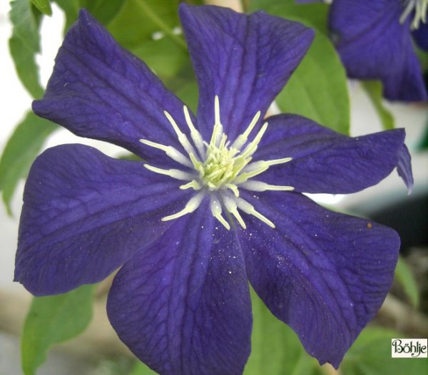 Clematis viticella 'Aotearoa'