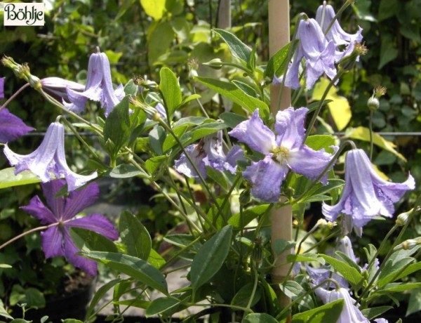 Clematis viticella 'Betty Corning'