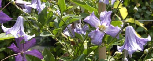 Clematis viticella - Hybriden (italienische Waldrebe)