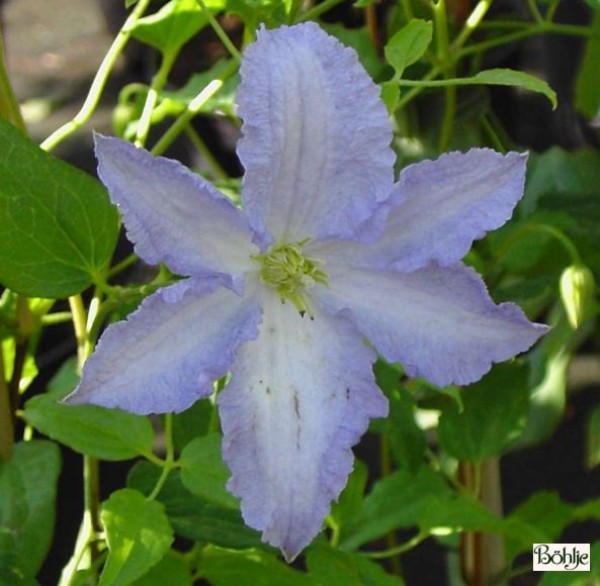 Clematis viticella 'Blekitny Aniol'