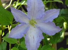 Clematis viticella 'Blekitny Aniol'