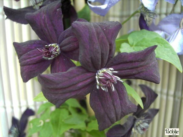 Clematis viticella 'Dark Eyes'