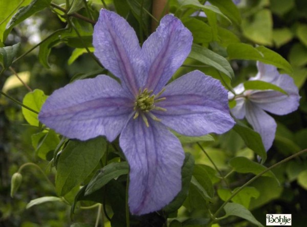 Clematis viticella 'Emilia Plater'