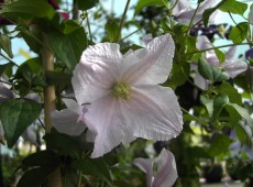 Clematis viticella 'Entel'