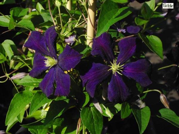 Clematis viticella 'Etoile Violette'