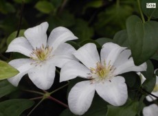 Clematis viticella 'Huldine'