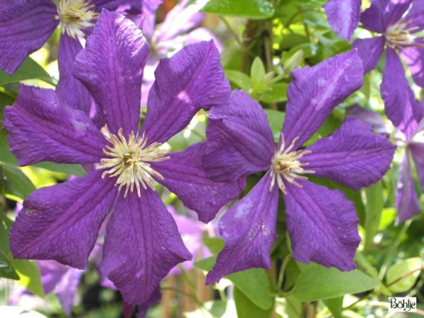 Clematis viticella 'Rubra' ('Kermesina') 