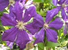 Clematis viticella 'Rubra' ('Kermesina') 