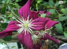 Clematis viticella 'Madame Julia Correvon' 