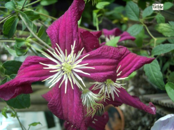 Clematis viticella 'Madame Julia Correvon' 