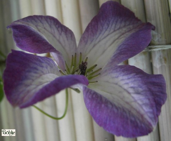 Clematis viticella 'Minuet'