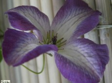 Clematis viticella 'Minuet'