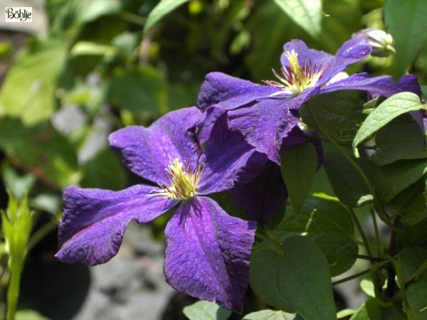 Clematis viticella 'Polish Spirit'