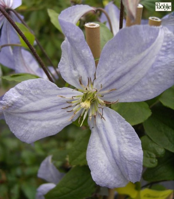 Clematis viticella 'Prince Charles'