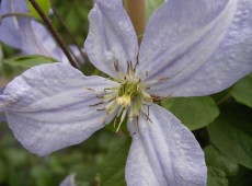 Clematis viticella 'Prince Charles'