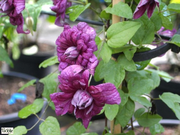 Clematis viticella 'Purpurea Plena Elegans' 