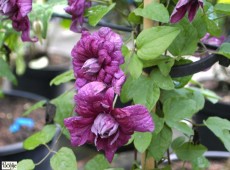 Clematis viticella 'Purpurea Plena Elegans' 