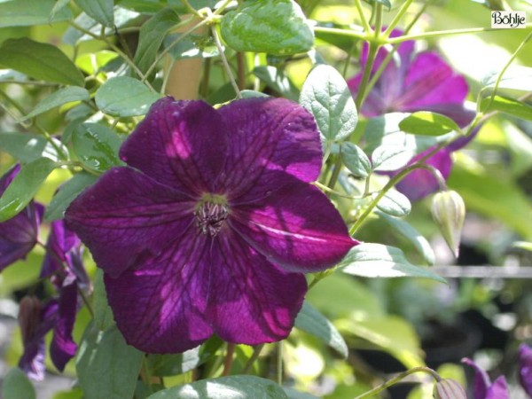 Clematis viticella 'Royal Velours'