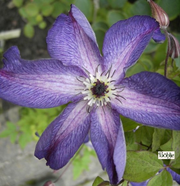 Clematis viticella 'Venosa Violacea'