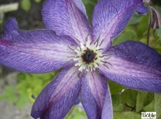 Clematis viticella 'Venosa Violacea'