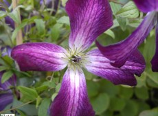 Clematis viticella 'Walenburg'