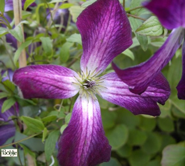 Clematis viticella 'Walenburg'