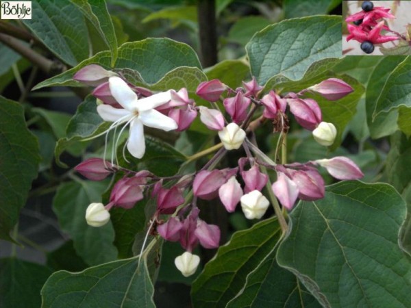 Clerodendrum trichotomum var. fargesii -Losbaum-