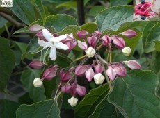 Clerodendrum trichotomum var. fargesii -Losbaum-