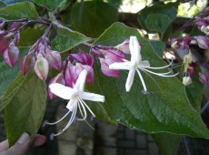 Clerodendrum trichotomum -Losbaum-