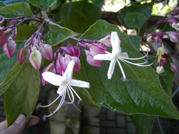 Clerodendrum trichotomum -Losbaum-