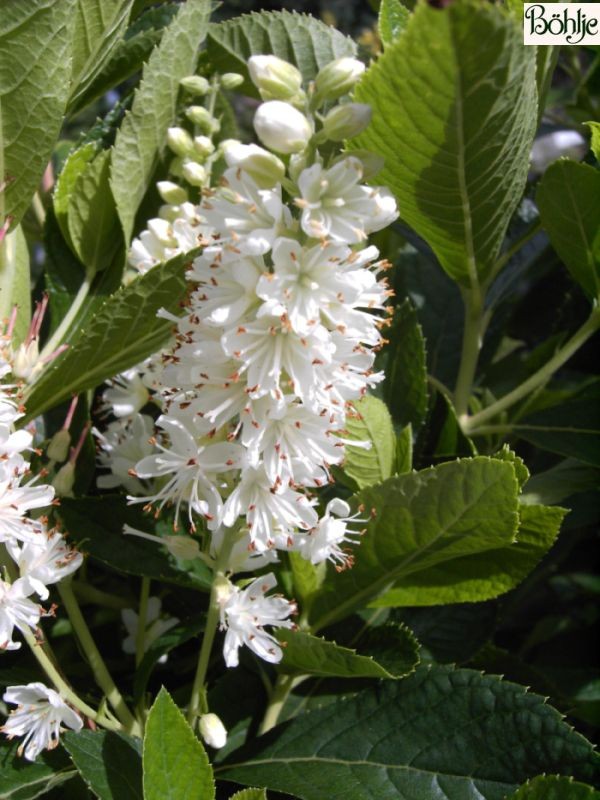 Clethra alnifolia -Scheineller-