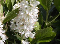 Clethra alnifolia -Scheineller-