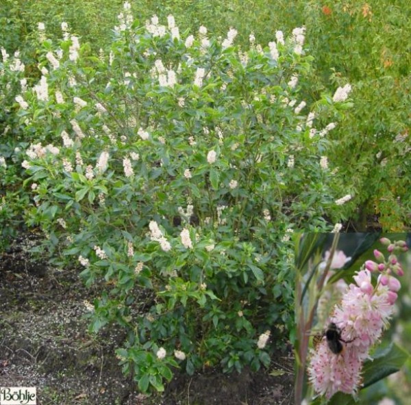 Clethra alnifolia 'Pink Spire' -Scheineller-