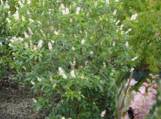 Clethra alnifolia 'Pink Spire' -Scheineller-