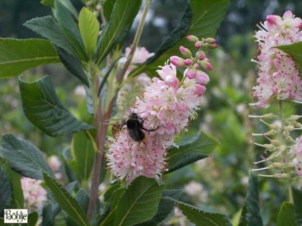 Clethra alnifolia 'Ruby Spice'