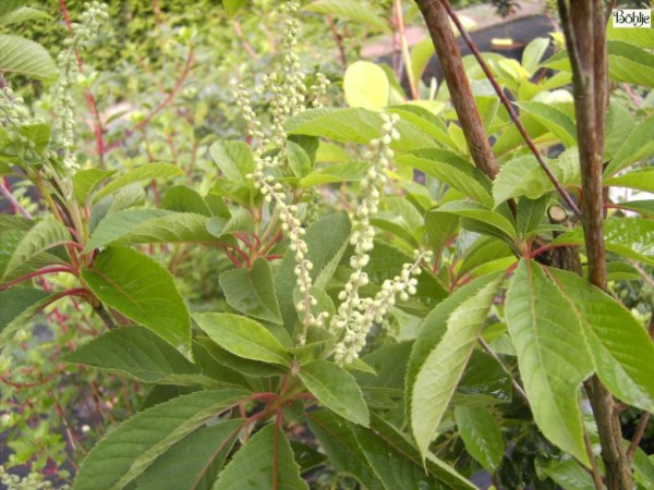 Clethra barbinervis -Silberkerzenstrauch-