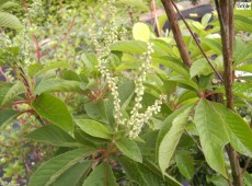 Clethra barbinervis -Silberkerzenstrauch-