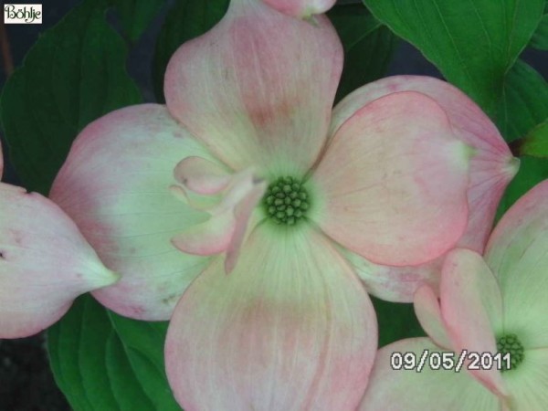 Cornus 'Rutgan' ('Stellar - Pink' ®)